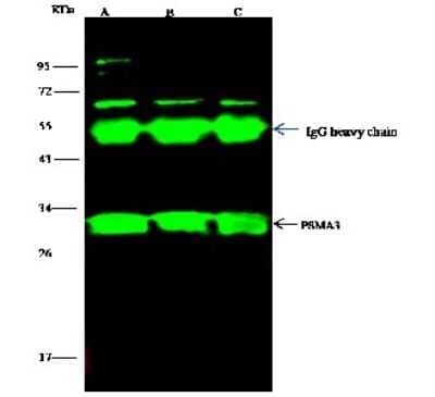 Immunoprecipitation: Proteasome 20S alpha 3 Antibody [NBP2-97026] - Proteasome 20S alpha 3 was immunoprecipitated using: Lane A: 0.5 mg MOLT-4 Whole Cell Lysate. Lane B: 0.5 mg NIH-3T3 Whole Cell Lysate. Lane C: 0.5 mg A549 Whole Cell Lysate. 2 ul anti-Proteasome 20S alpha 3 rabbit polyclonal antibody and 15 ul of 50 % Protein G agarose. Primary antibody: Anti-Proteasome 20S alpha 3 rabbit polyclonal antibody, at 1:100 dilution. Secondary antibody: Dylight 800-labeled antibody to rabbit IgG (H+L), at 1:5000 dilution. Developed using the Odyssey technique. Performed under reducing conditions. Predicted band size: 28 kDa. Observed band size: 28 kDa