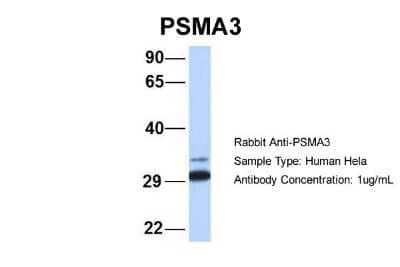 Western Blot: Proteasome 20S alpha 3 Antibody [NBP1-54374] - Human Hela, Antibody Dilution: 1.0 ug/ml PSMA3 is supported by BioGPS gene expression data to be expressed in HeLa.