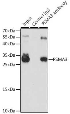 Western Blot: Proteasome 20S alpha 3 Antibody [NBP2-94032] - Analysis of 200ug extracts of HL-60 cells, using Proteasome 20S alpha 3 at a dilition of 1:1000.