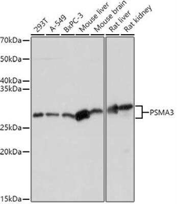 Western Blot: Proteasome 20S alpha 3 Antibody [NBP2-94032] - Analysis of extracts of various cell lines, using PSMA3 antibody  at 1:1000 dilution.Secondary antibody: HRP Goat Anti-Rabbit IgG (H+L) at 1:10000 dilution.Lysates/proteins: 25ug per lane. Blocking buffer: 3% nonfat dry milk in TBST.Detection: ECL Basic Kit. Exposure time: 3s.