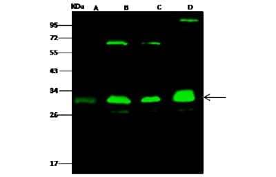 Western Blot: Proteasome 20S alpha 3 Antibody [NBP2-97026] - Anti-Proteasome 20S alpha 3 rabbit polyclonal antibody at 1:500 dilution. Lane A: NIH3T3 Whole Cell Lysate. Lane B: MOLT4 Whole Cell Lysate. Lane C: A549 Whole Cell Lysate. Lane D: PC12 Whole Cell Lysate. Lysates/proteins at 30 ug per lane. Secondary Goat Anti- Rabbit  IgG H&L (Dylight 800)  at 1/10000 dilution. Developed using the Odyssey technique. Performed under reducing conditions. Predicted band size: 28 kDa. Observed band size: 30 kDa (We are unsure as to the identity of these extra bands).