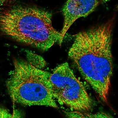 Immunocytochemistry/Immunofluorescence: Proteasome 20S alpha 5 Antibody [NBP1-86838] - Staining of human cell line U-251 MG shows localization to cytosol. Antibody staining is shown in green.