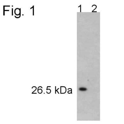 Western Blot: Proteasome 20S alpha 5 Antibody [NB120-11437] - Analysis of HeLa cell extract. Lane 1 is NB120-11437. Lane 2 is NB120-11437 pre-incubated with peptide.