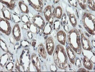 Immunohistochemistry: Proteasome 20S alpha 6 Antibody (OTI3B8) - Azide and BSA Free [NBP2-73642] - Analysis of Human Kidney tissue.