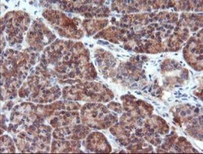 Immunohistochemistry: Proteasome 20S alpha 6 Antibody (OTI3B8) - Azide and BSA Free [NBP2-73642] - Analysis of Human pancreas tissue.