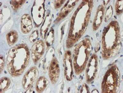 Immunohistochemistry: Proteasome 20S alpha 6 Antibody (OTI4C9) - Azide and BSA Free [NBP2-73637] - Staining of paraffin-embedded Human Kidney tissue using anti-Proteasome 20S alpha 6 mouse monoclonal antibody.