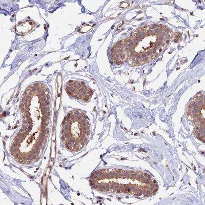 Immunohistochemistry Proteasome 20S beta 3 Antibody