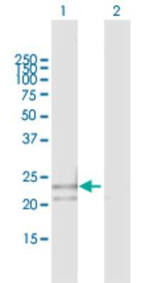 Western Blot: Proteasome 20S beta 3 Antibody [H00005691-B02P] - Analysis of PSMB3 expression in transfected 293T cell line by PSMB3 polyclonal antibody.  Lane 1: PSMB3 transfected lysate(22.90 KDa). Lane 2: Non-transfected lysate.
