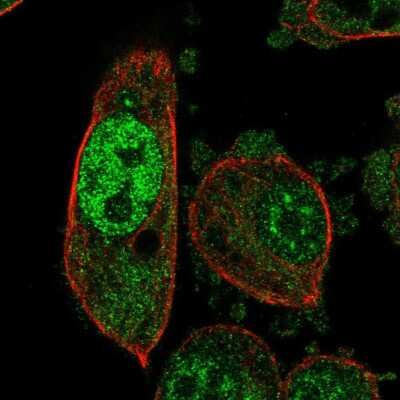 Immunocytochemistry/Immunofluorescence: Proteasome 20S beta 6 Antibody [NBP2-57831] - Staining of human cell line PC-3 shows localization to nucleoplasm & cytosol. Antibody staining is shown in green.