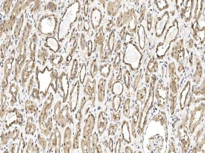 Immunohistochemistry: Proteasome 20S beta 6 Antibody [NBP3-14763] - Immunochemical staining of human Proteasome 20S beta 6 in human kidney with rabbit polyclonal antibody at 1:200 dilution, formalin-fixed paraffin embedded sections.