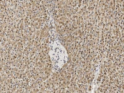 Immunohistochemistry: Proteasome 20S beta 6 Antibody [NBP3-14763] - Immunochemical staining of human Proteasome 20S beta 6 in human liver with rabbit polyclonal antibody at 1:200 dilution, formalin-fixed paraffin embedded sections.