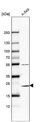 Western Blot: Proteasome 20S beta 6 Antibody [NBP2-57831] - Analysis in human cell line A-549.