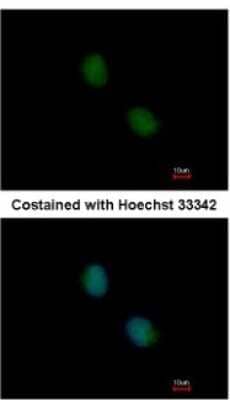 Immunocytochemistry/Immunofluorescence: PSMB7 Antibody [NBP2-19954] - Analysis of paraformaldehyde-fixed HeLa, using antibody at 1:200 dilution.