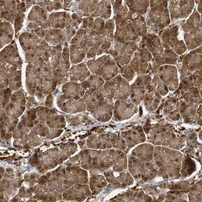 Immunohistochemistry-Paraffin: PSMB7 Antibody [NBP2-13821] - Staining of human pancreas shows low expression as expected.