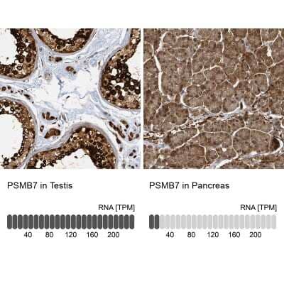 <b>Orthogonal Strategies Validation. </b>Immunohistochemistry-Paraffin: PSMB7 Antibody [NBP2-13821] - Staining in human testis and pancreas tissues using anti-PSMB7 antibody. Corresponding PSMB7 RNA-seq data are presented for the same tissues.