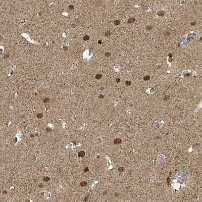 Immunohistochemistry-Paraffin: PSMB7 Antibody [NBP2-13821] - Staining of human cerebral cortex shows moderate nuclear positivity in neurons.