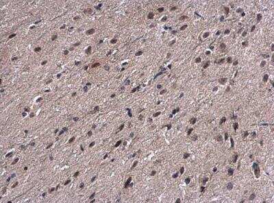 Immunohistochemistry-Paraffin: PSMB7 Antibody [NBP2-19954] - Mouse brain. Proteasome 20S beta 7 antibody [N2C3]  diluted at 1:500. Antigen Retrieval: Trilogy™ (EDTA based, pH 8.0) buffer, 15min. 