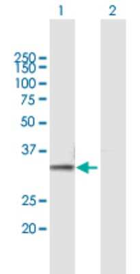 Western Blot: Proteasome 20S beta 7 Antibody [H00005695-B01P] - Analysis of PSMB7 expression in transfected 293T cell line by PSMB7 polyclonal antibody.  Lane 1: PSMB7 transfected lysate(30.47 KDa). Lane 2: Non-transfected lysate.