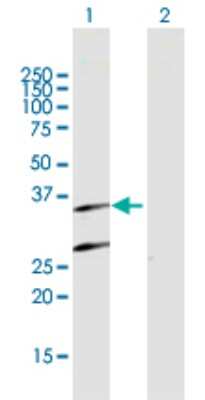Western Blot: Proteasome 20S beta 7 Antibody [H00005695-B03P] - Analysis of PSMB7 expression in transfected 293T cell line. Lane 1: PSMB7 transfected lysate (30.00 KDa). Lane 2: Non-transfected lysate.