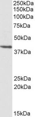 Western Blot: Proteasome 20S beta 7 Antibody [NBP1-52081] - NBP1-52081 (0.3ug/ml) staining of HEK293 lysate (35ug protein in RIPA buffer). Primary incubation was 1 hour. Detected by chemiluminescence.