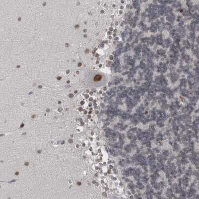 Immunohistochemistry-Paraffin: Proteasome 20S beta2 Antibody [NBP1-92295] - Staining of human cerebellum shows moderate nuclear positivity in Purkinje cells.