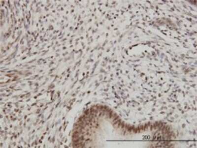 Immunohistochemistry-Paraffin: Proteasome 20S beta2 Antibody (M1) [H00005690-M02] - Analysis of monoclonal antibody to PSMB2 on formalin-fixed paraffin-embedded human endometrium.Antibody concentration 3 ug/ml.