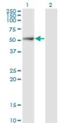 Western Blot: Proteasome 26S S5 Antibody (1H7) [H00005711-M17] - Analysis of PSMD5 expression in transfected 293T cell line by PSMD5 monoclonal antibody (M17), clone 1H7. Lane 1: PSMD5 transfected lysate (Predicted MW: 56.2 KDa). Lane 2: Non-transfected lysate.