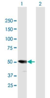 Western Blot: Proteasome 26S S5 Antibody [H00005711-B01P] - Analysis of PSMD5 expression in transfected 293T cell line by PSMD5 polyclonal antibody.  Lane 1: PSMD5 transfected lysate(55.44 KDa). Lane 2: Non-transfected lysate.