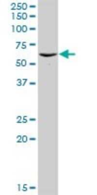 Western Blot: Proteasome 26S S5 Antibody [H00005711-D01P] - Analysis of PSMD5 expression in PC-12.