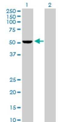 Western Blot: Proteasome 26S S5 Antibody [H00005711-D01P] - Analysis of PSMD5 expression in transfected 293T cell line by PSMD5 polyclonal antibody.Lane 1: PSMD5 transfected lysate(56.20 KDa).Lane 2: Non-transfected lysate.