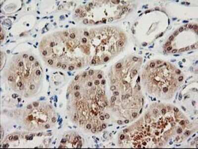 Immunohistochemistry-Paraffin: Proteasome subunit beta type 4 Antibody (2C9) [NBP2-01225] - Staining of paraffin-embedded Human Kidney tissue using anti-Proteasome subunit beta type 4 mouse monoclonal antibody.