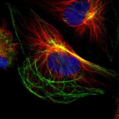 Immunocytochemistry/Immunofluorescence: Proteasome subunit beta type 4 Antibody [NBP1-89681] - Staining of human cell line U-251 MG shows localization to centrosome & intermediate filaments.