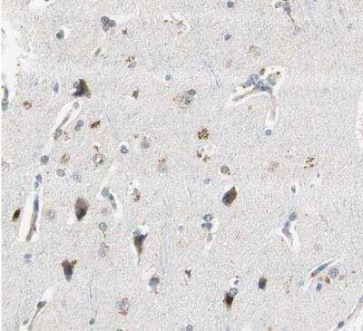 Immunohistochemistry-Paraffin: Proteasome subunit beta type 4 Antibody [NBP1-89681] - Staining of human cerebral cortex shows moderate cytoplasmic positivity in neuronal cells.