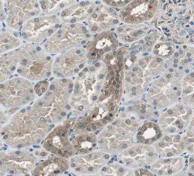 Immunohistochemistry-Paraffin: Proteasome subunit beta type 4 Antibody [NBP1-89681] - Staining of human kidney shows moderate cytoplasmic positivity in cells in distal tubules.