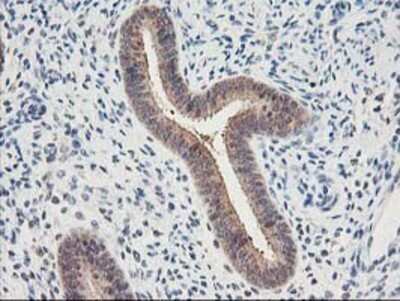 Immunohistochemistry: Proteasome subunit beta type 4 Antibody (OTI2C9) - Azide and BSA Free [NBP2-73655] - Staining of paraffin-embedded Human endometrium tissue using anti-Proteasome subunit beta type 4 mouse monoclonal antibody.