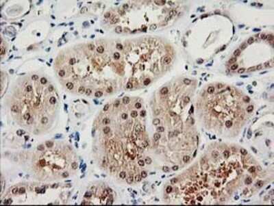 Immunohistochemistry: Proteasome subunit beta type 4 Antibody (OTI2C9) - Azide and BSA Free [NBP2-73655] - Staining of paraffin-embedded Human Kidney tissue using anti-Proteasome subunit beta type 4 mouse monoclonal antibody.