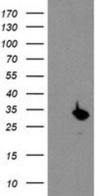Western Blot: Proteasome subunit beta type 4 Antibody (OTI2C9) - Azide and BSA Free [NBP2-73655] - HEK293T cells were transfected with the pCMV6-ENTRY control (Left lane) or pCMV6-ENTRY Proteasome subunit beta type 4 (Right lane) cDNA for 48 hrs and lysed. Equivalent amounts of cell lysates (5 ug per lane) were separated by SDS-PAGE and immunoblotted w