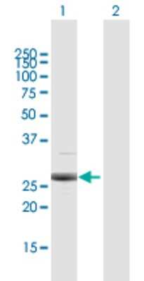 Western Blot: Proteasome subunit beta type 4 Antibody [H00005692-D01P] - Analysis of PSMB4 expression in transfected 293T cell line by PSMB4 polyclonal antibody.Lane 1: PSMB4 transfected lysate(29.20 KDa).Lane 2: Non-transfected lysate.