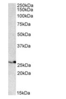 Western Blot: Proteasome subunit beta type 4 Antibody [NBP1-52080] - Staining of HEK293 lysate (35ug protein in RIPA buffer). Primary incubation was 1 hour. Detected by chemiluminescence.