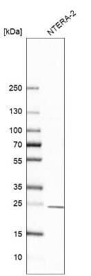 Western Blot: Proteasome subunit beta type 4 Antibody [NBP1-89681] - Analysis in human cell line NTERA-2.