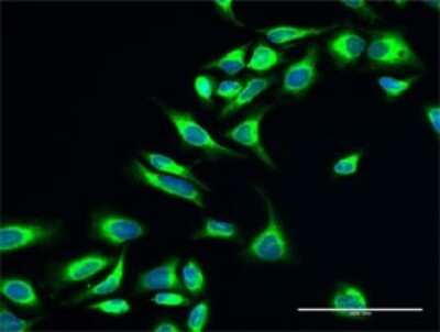 Immunocytochemistry/Immunofluorescence: Protein Disulfide Isomerase/P4HB Antibody [H00005034-D01P] - Analysis of antibody to P4HB on HeLa cell. Antibody concentration ug/ml.