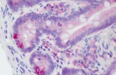 Immunohistochemistry-Paraffin: Protein Disulfide Isomerase/P4HB Antibody [NBP1-40137] - Staining of human small intestine. Immunohistochemistry of formalin-fixed, paraffin-embedded tissue after heat-induced antigen retrieval. Antibody dilution 1:50.