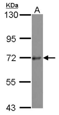 Western Blot: Protein Kinase D3 Antibody [NBP2-19958] - Sample (30 ug of whole cell lysate) A: 293T 7. 5% SDS PAGE gel, diluted at 1:1000.