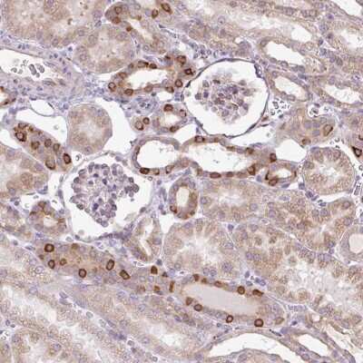 Immunohistochemistry Protein O-Fucosyltransferase 1/POFUT1 Antibody