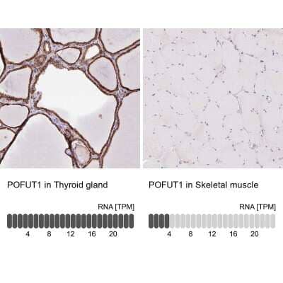 Immunohistochemistry-Paraffin: Protein O-Fucosyltransferase 1/POFUT1 Antibody [NBP2-49136] - Analysis in human thyroid gland and skeletal muscle tissues using NBP2-49136 antibody. Corresponding Protein O-Fucosyltransferase 1/POFUT1 RNA-seq data are presented for the same tissues.