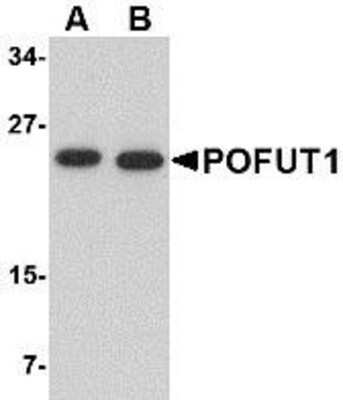 Western Blot Protein O-Fucosyltransferase 1/POFUT1 Antibody - BSA Free