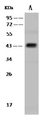 Western Blot: Protein O-Fucosyltransferase 1/POFUT1 Antibody [NBP2-98652] - Anti-Protein O-Fucosyltransferase 1/POFUT1 rabbit polyclonal antibody at 1:500 dilution. Lane A: HepG2 Whole Cell Lysate Lysates/proteins at 30 ug per lane. Secondary Goat Anti-Rabbit IgG (H+L)/HRP at 1/10000 dilution. Developed using the ECL technique. Performed under reducing conditions. Predicted band size: 44 kDa. Observed band size: 44 kDa