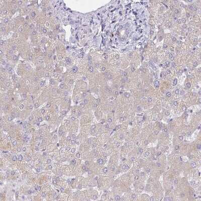 Immunohistochemistry-Paraffin Protein O-Glucosyltransferase 1/POGLUT1/KTELC1 Antibody