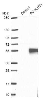 Western Blot: Protein O-Glucosyltransferase 1/POGLUT1/KTELC1 Antibody [NBP2-68633] - Analysis in control (vector only transfected HEK293T lysate) and POGLUT1 over-expression lysate (Co-expressed with a C-terminal myc-DDK tag (~3.1 kDa) in mammalian HEK293T cells).