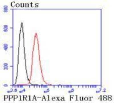 Flow Cytometry: Protein Phosphatase inhibitor 1 Antibody (SN0756) [NBP2-67695] - Flow cytometric analysis of SH-SY5Y cells with Protein Phosphatase inhibitor 1 antibody at 1/50 dilution (red) compared with an unlabeled control (cells without incubation with primary antibody; black). Alexa Fluor 488-conjugated goat anti rabbit IgG was used as the secondary antibody.